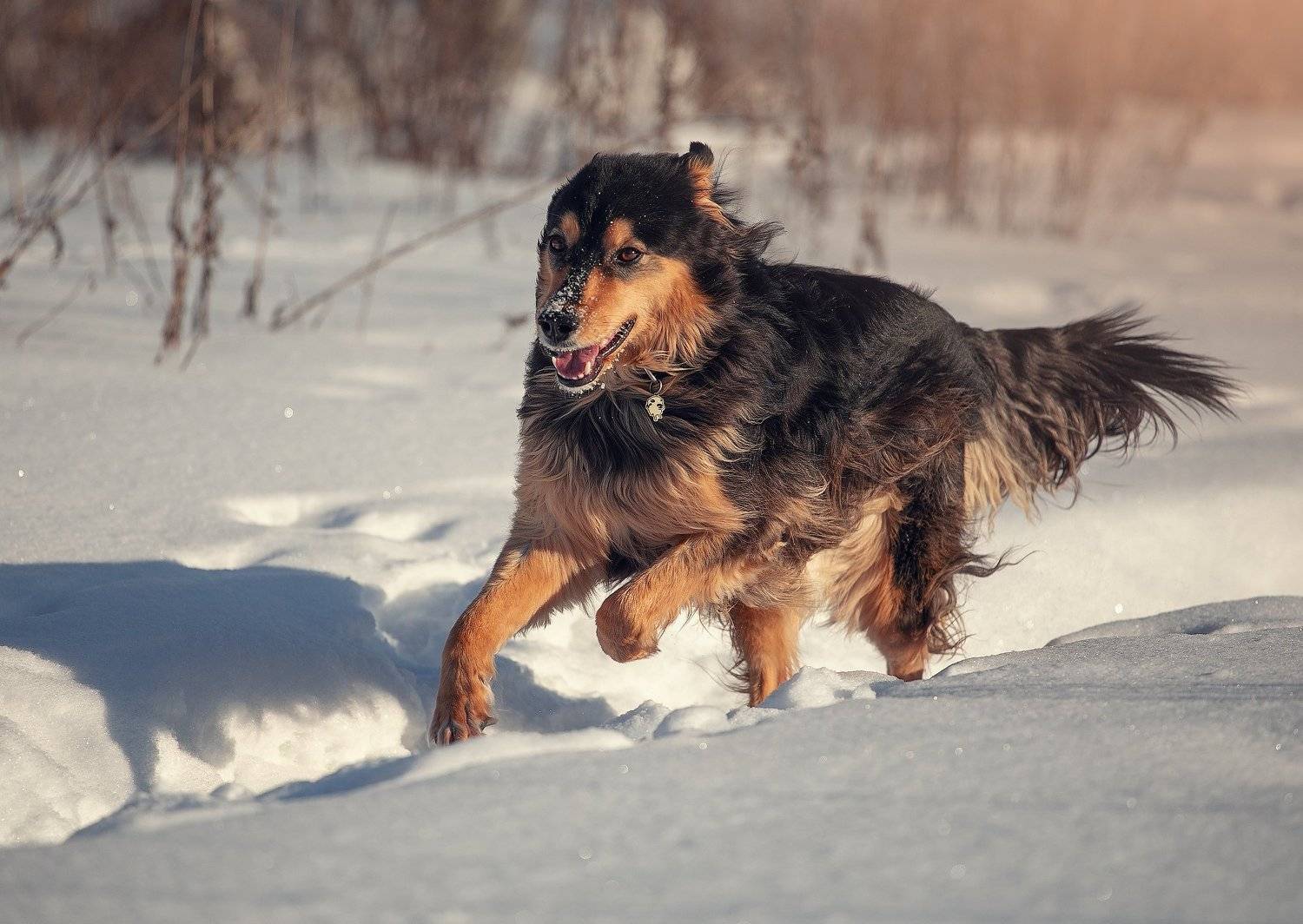 dogs, Юлия Болдинова