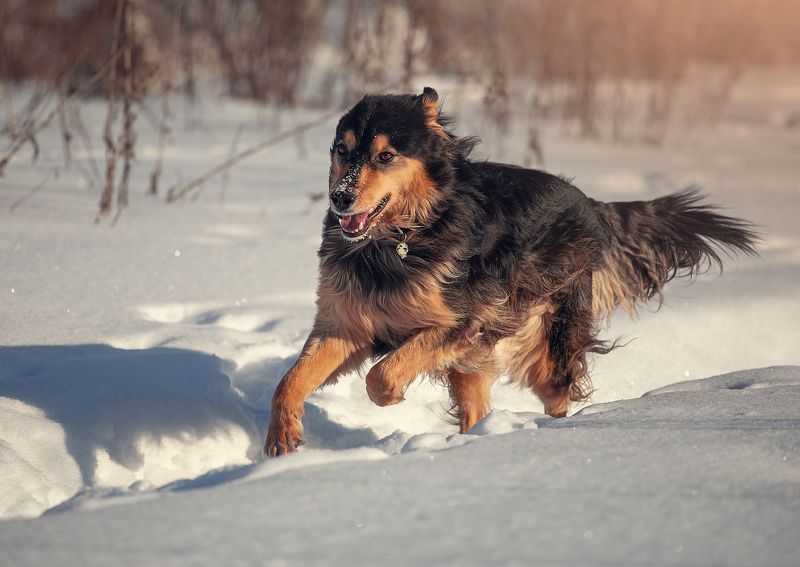 dogs Gayaka фото превью