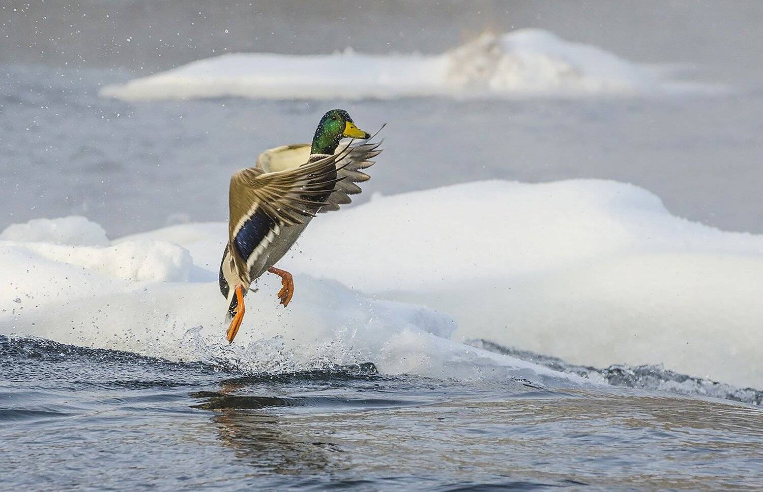 птица, утка, кряква, селезень, Михаил Агеев