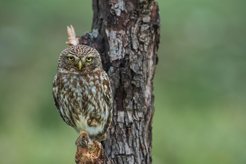 nature, wildlife, birds, owls *** фото превью
