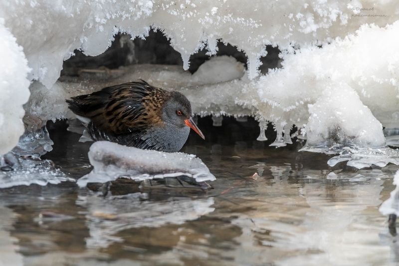 водяной пастушок, птицы, фотоохота На зимних квартирах фото превью