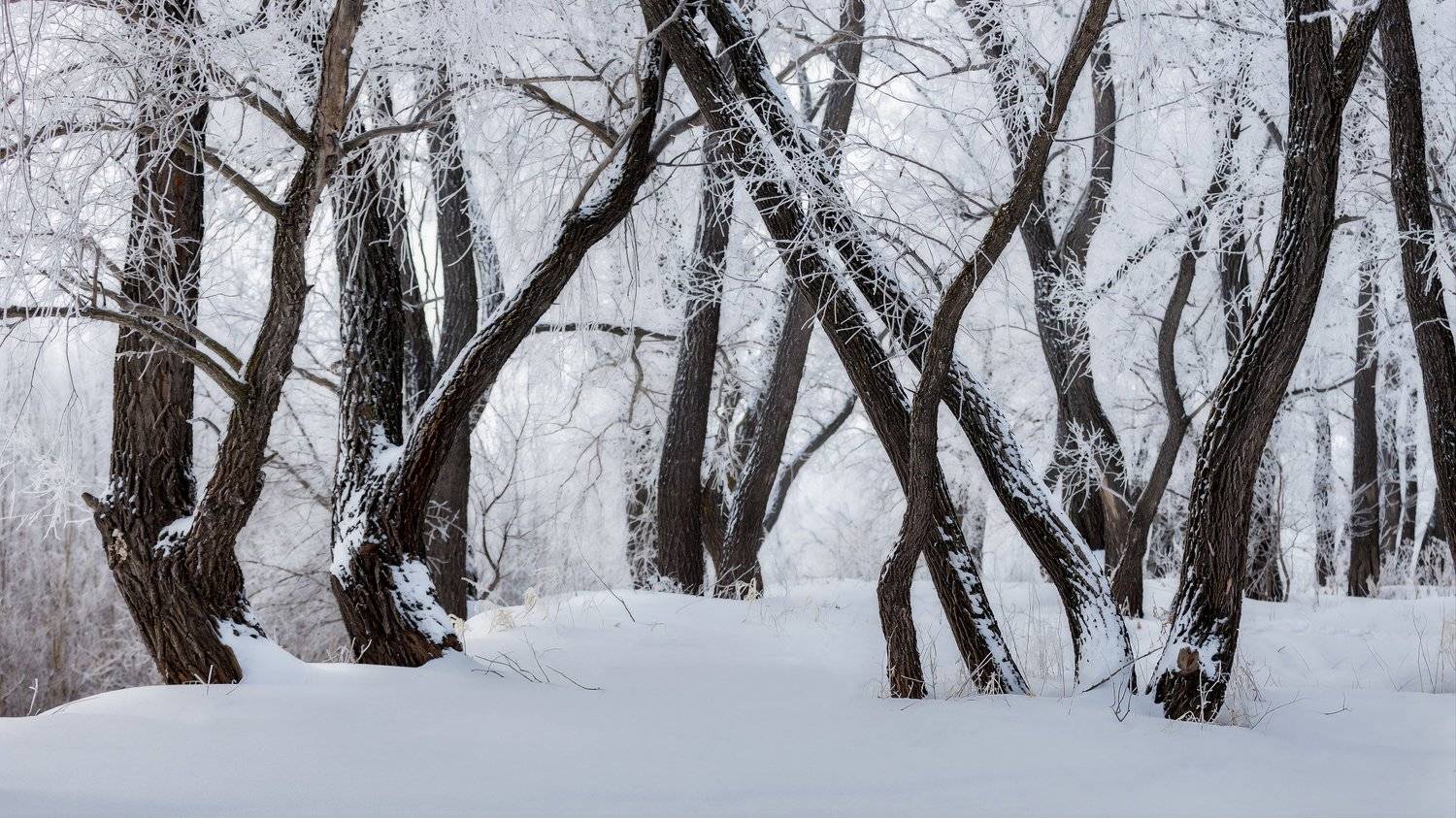 ,  Гобова Наталья
