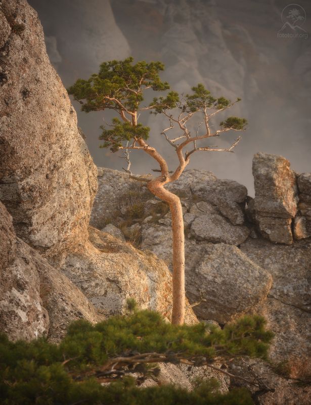 крым, горы, дерево Горный житель фото превью