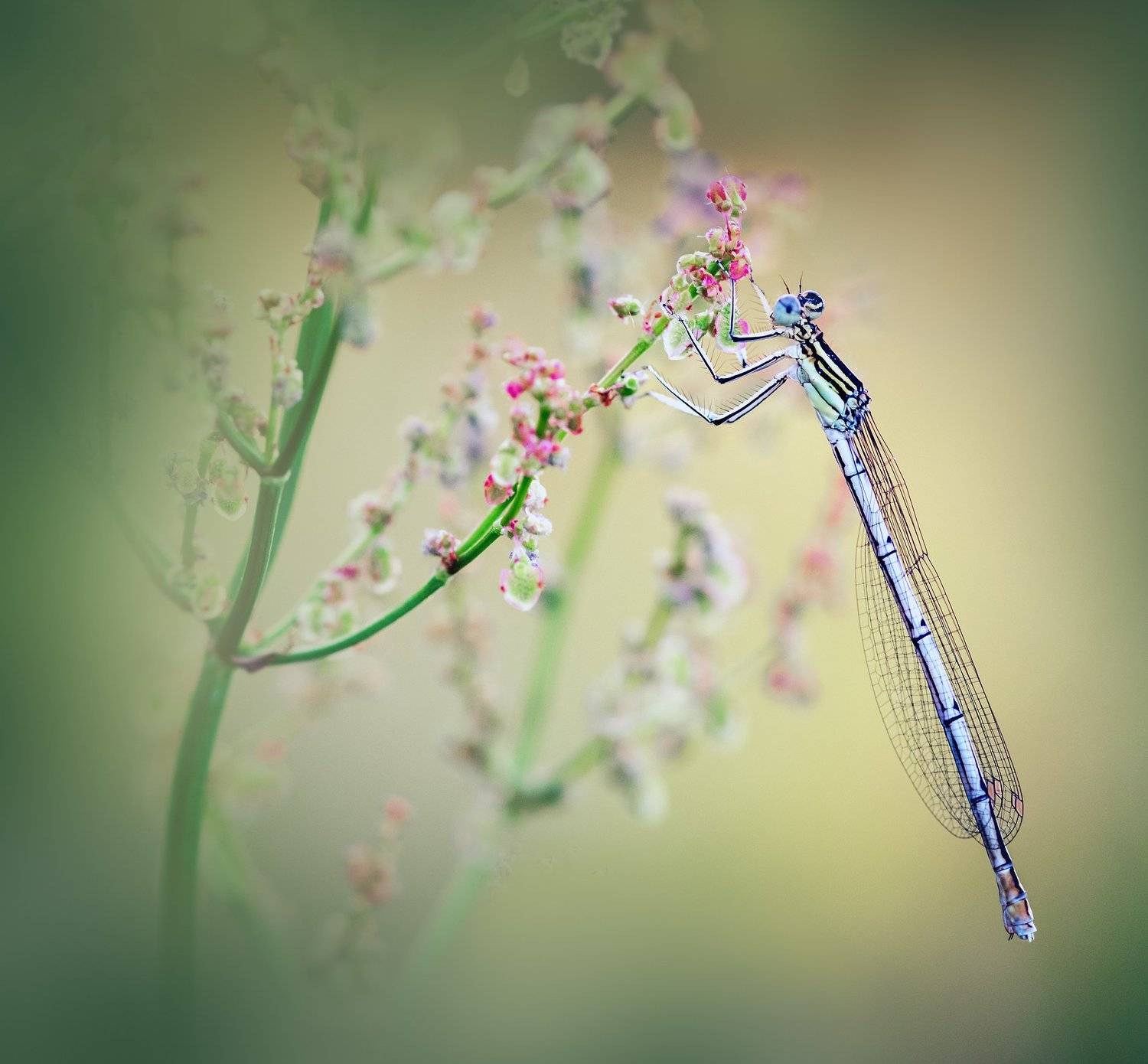 украина, коростышев, макро, макро мир, макро красота, волшебство, сказка, стрекоза, магия, гармония, уединение, Александр Чорный