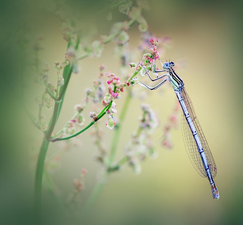 украина, коростышев, макро, макро мир, макро красота, волшебство, сказка, стрекоза, магия, гармония, уединение Magic Garden фото превью