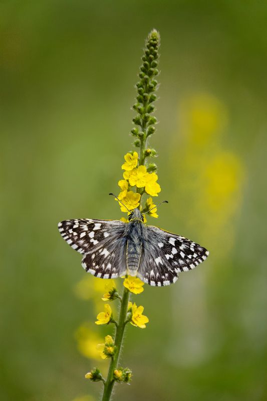 Толстоголовка цинара и репешок фото превью