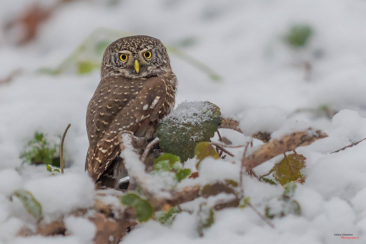 , Валерий Субачев