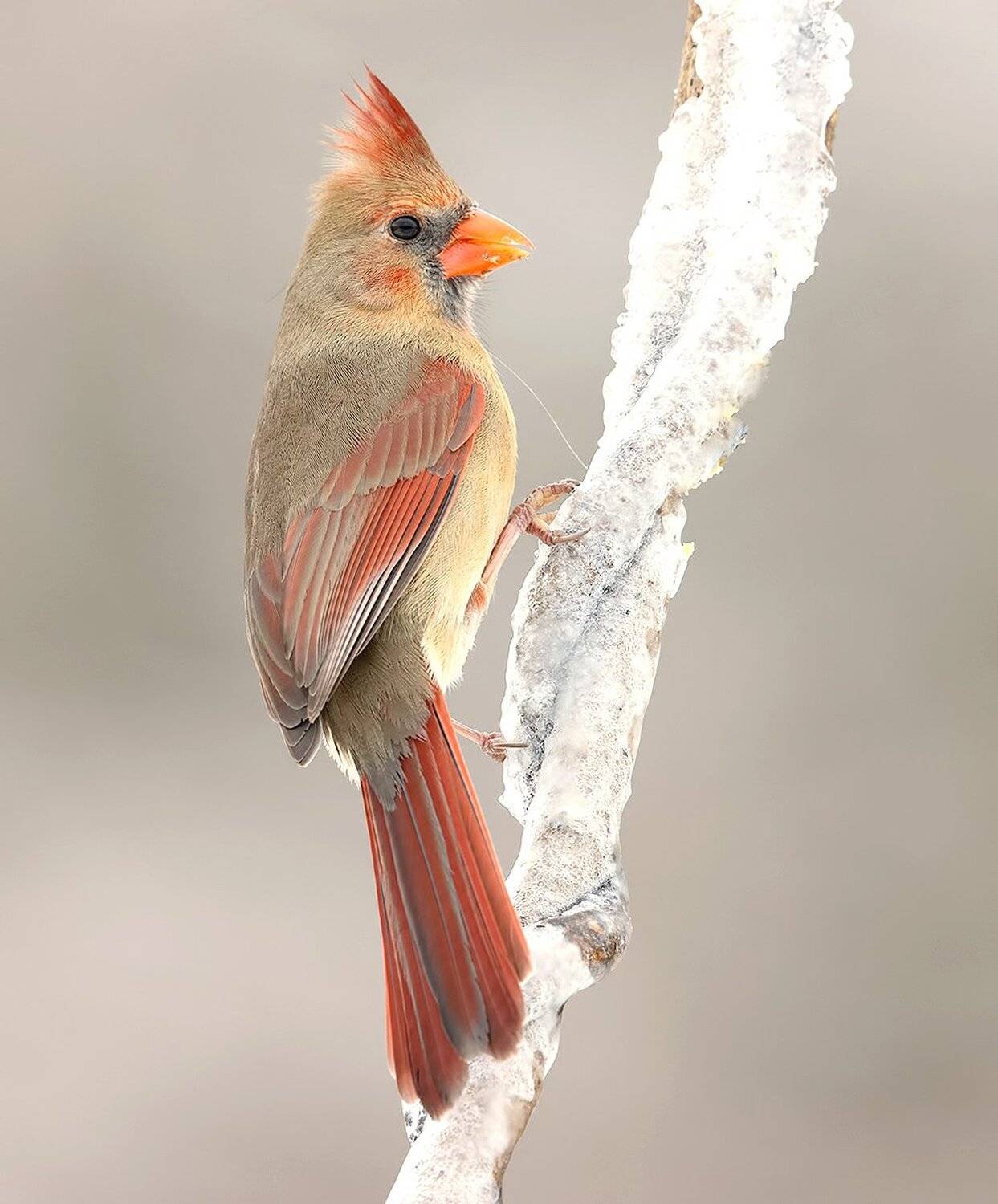 красный кардинал, northern cardinal, cardinal,кардинал, зима, Elizabeth Etkind