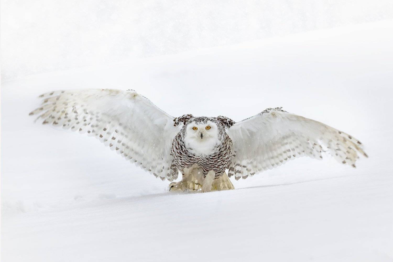 snowy owl, snow, winter, white, Michaela Fire&scaron;ov&aacute;