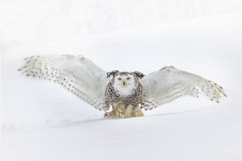 Snowy owl