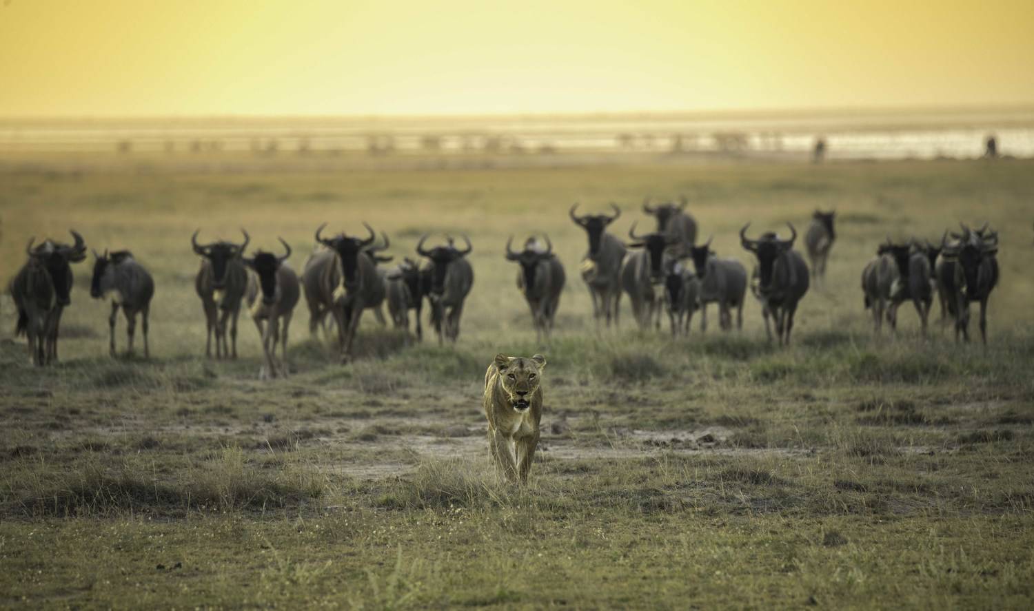 wildlife animals lion , Hari Kumar