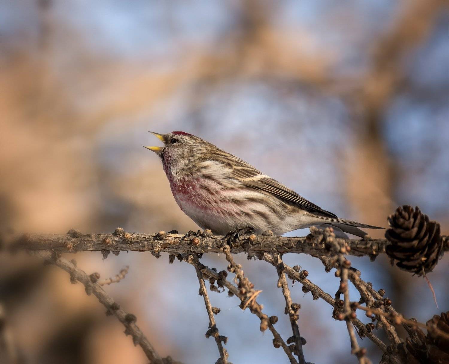 птица, чечётка, самец, март, Марина Мочалова