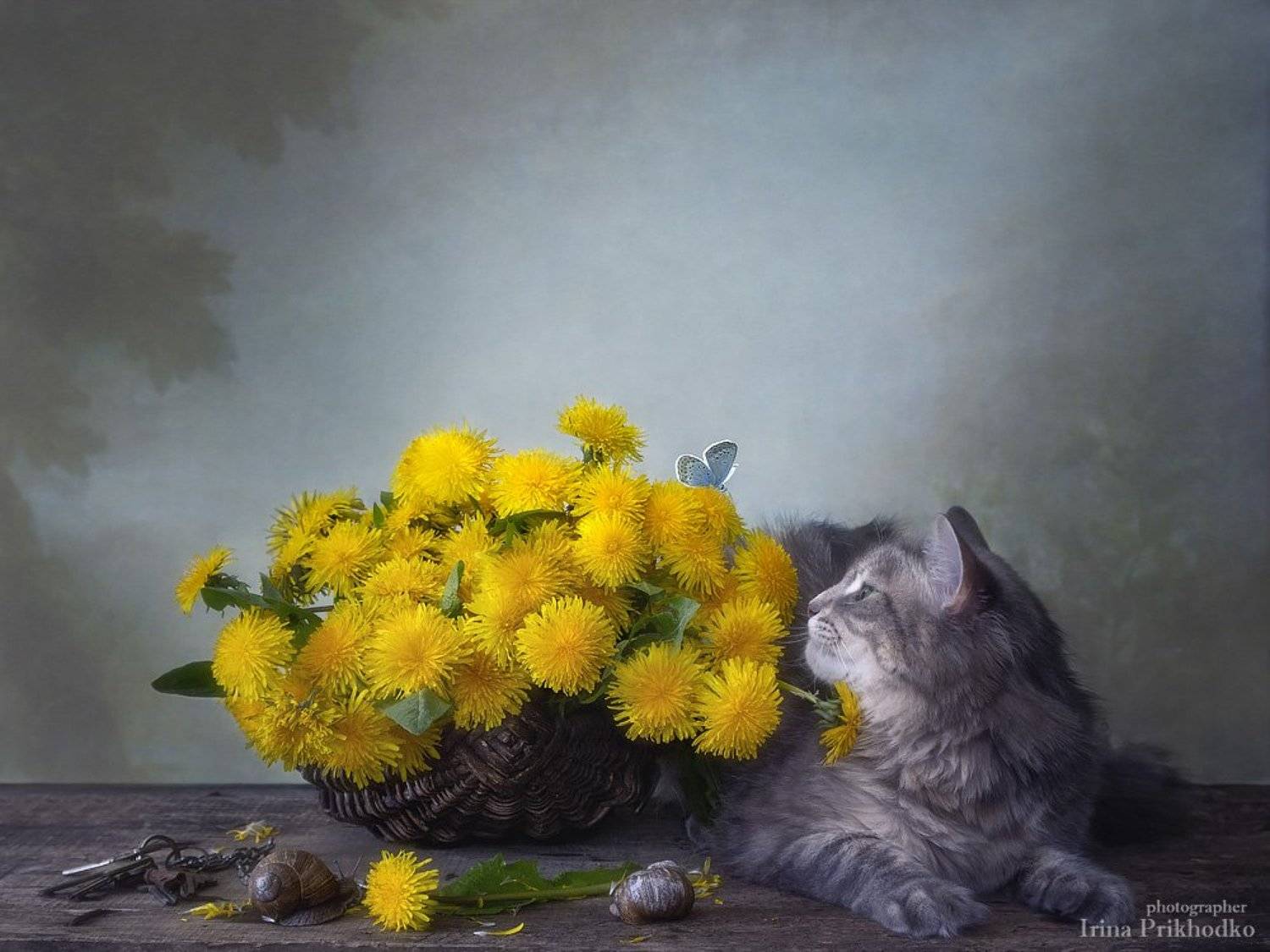 натюрморт, цветы, весна, одуванчики, котонатюрморт, кошка Масяня, питомцы, улитки, Ирина Приходько