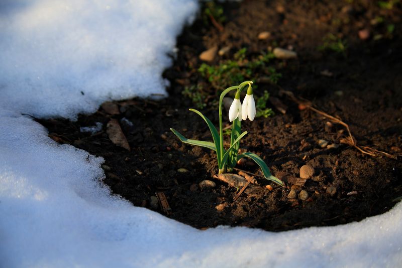 подснежник  фото превью