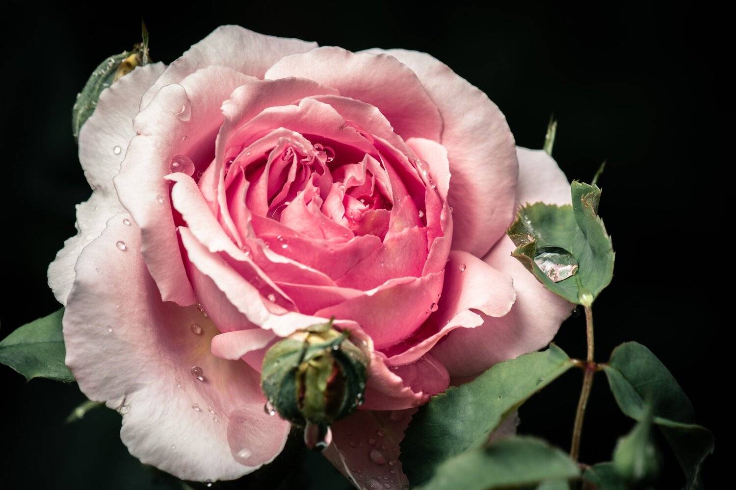 , Алексей Кремнёв