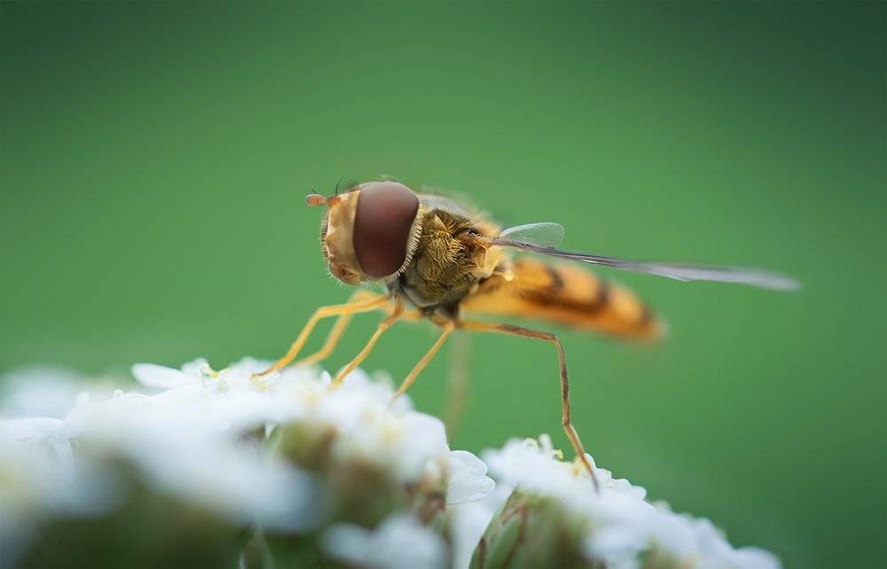 муха, журчалка, цветочная муха, Syrphidae, макро, Марина Хилько