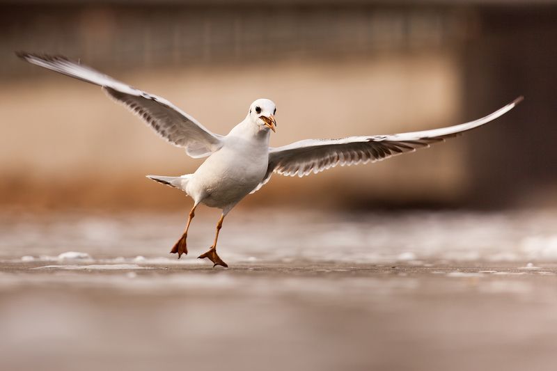 Gull фото превью