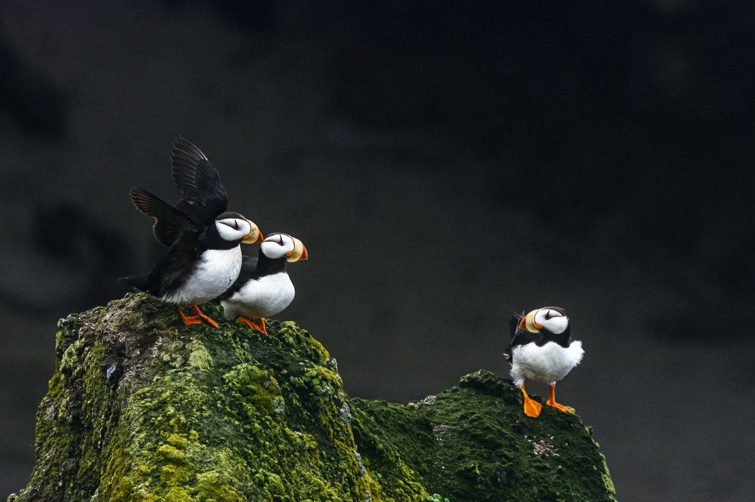 командоры, ипатки, тупиковые, птицы, птицы россии, дальний восток , Евгения Кирпиченкова (Клипп)