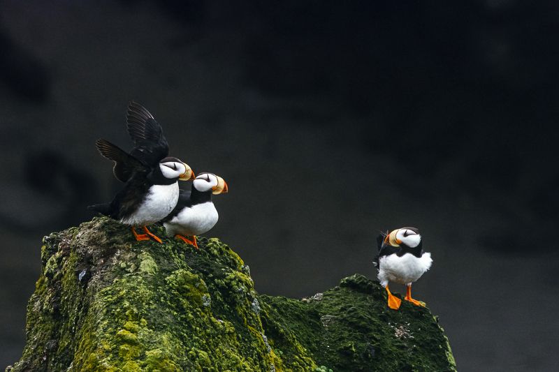 командоры, ипатки, тупиковые, птицы, птицы россии, дальний восток  Ипатки  фото превью