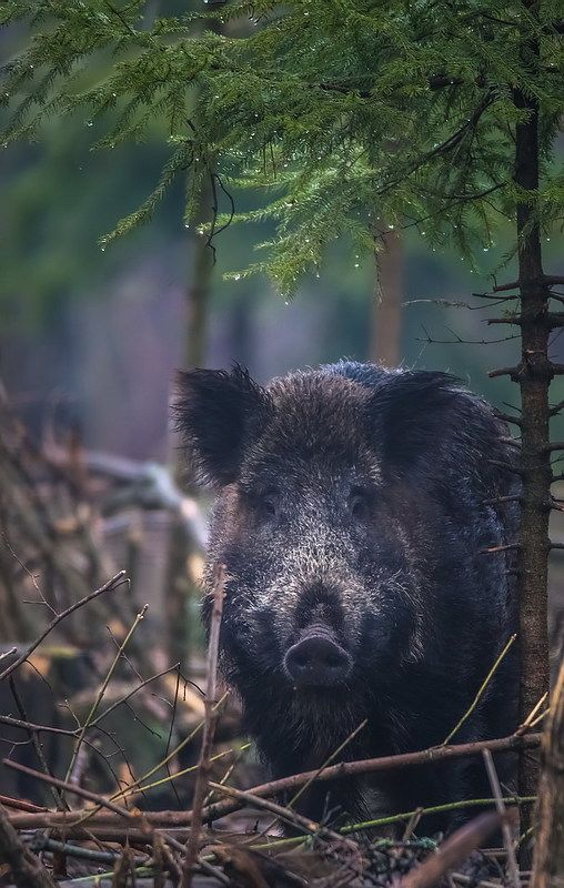 Хрюша фото превью