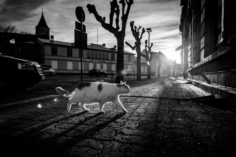 С охоты домой ... фото превью