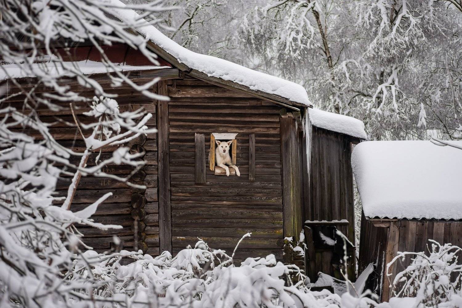 собака, деревня, зима, пейзаж, животное, белый, снег, animal, winter, dog, village, Даркина Дарья