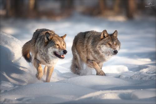 Хороший, плохой, ...