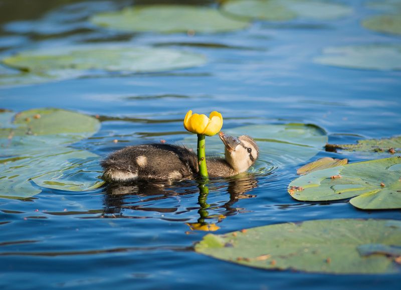 утка, птица, природа, кувшинка, кубышка, лето, озеро, момент, yellow, nature, bird, animal, животные Чувство прекрасного фото превью
