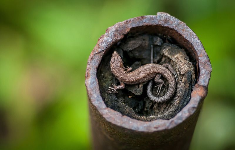 ящерица, природа, зеленый, макро, лето, animal, macro, lizard Живая брошь. фото превью