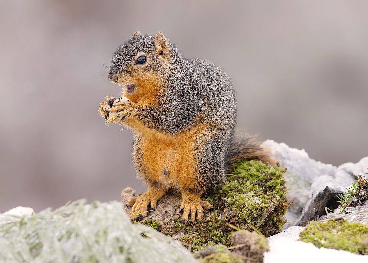 белка, squirrel, лисья белка, fox squirrel, животные,animals, cнег,  дикие животные, животные в снег, зима, Elizabeth Etkind