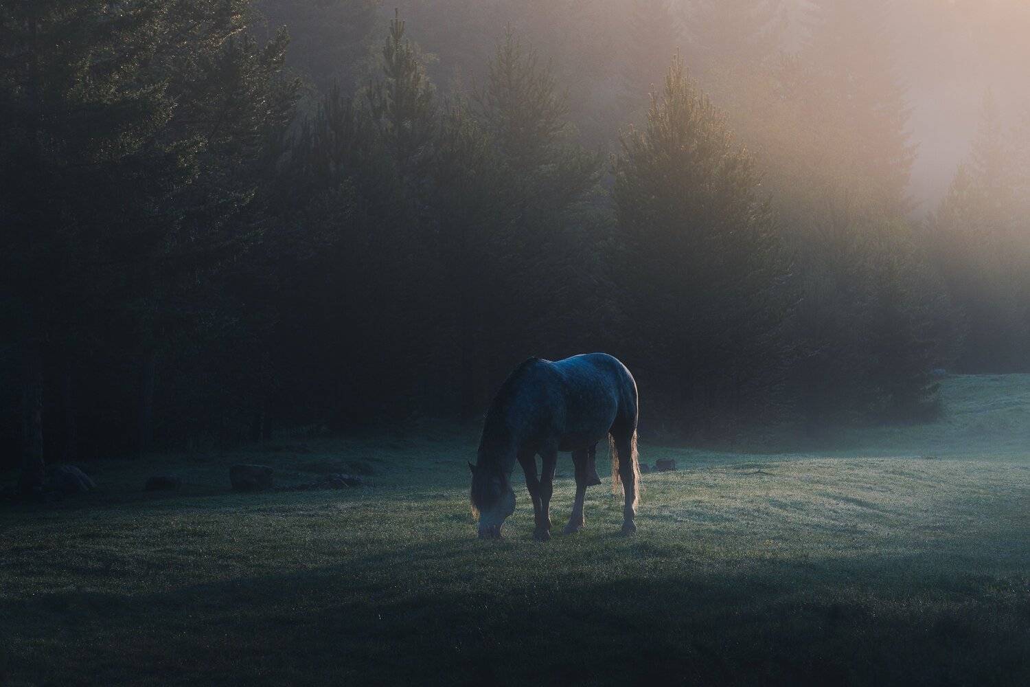 лошадь пейзаж рассвет утро свет туман, Даниил Силантьев