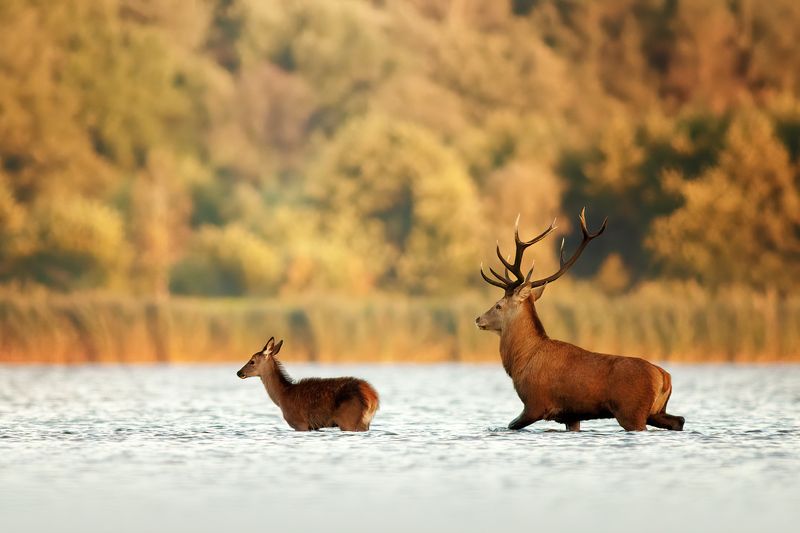 red deer, deer, deers, lake, wildlife, благородный олень, олень, олени, озеро, дикая природа Walk with dad фото превью