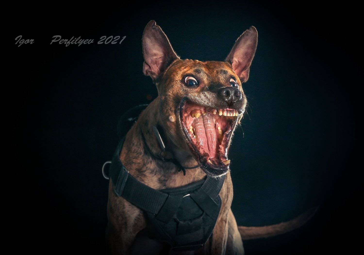 , игорь перфильев