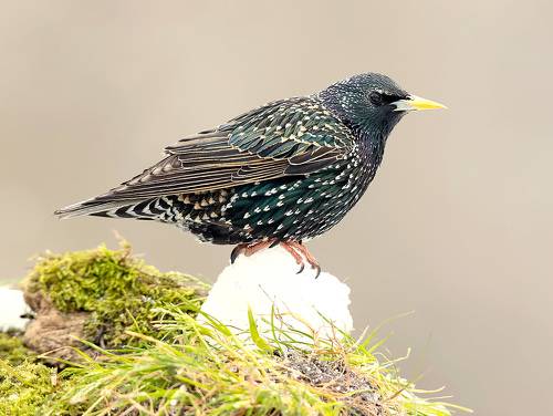 European Starling. Обыкновенный скворец