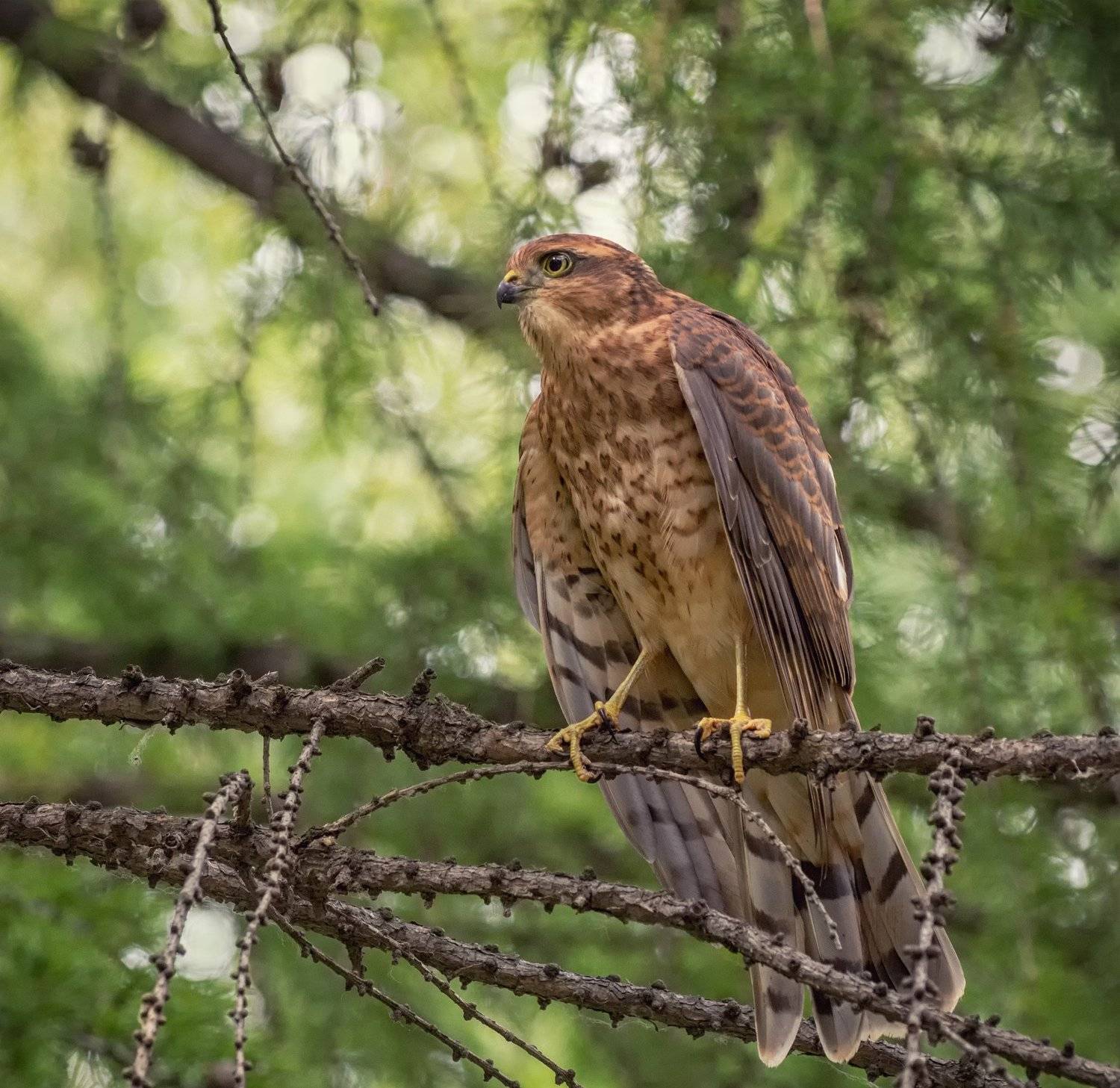 птица, ястреб перепелятник,, Марина Мочалова