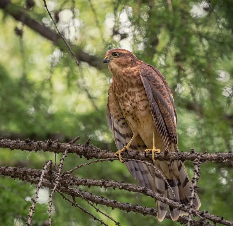 птица, ястреб перепелятник, молодой красивый гордый перепелятник.. фото превью