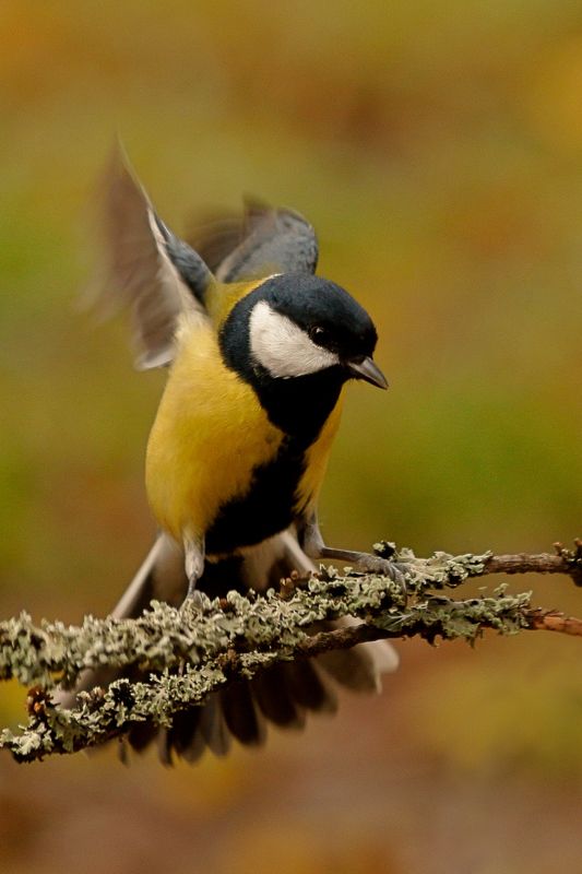 Большая синица фото превью