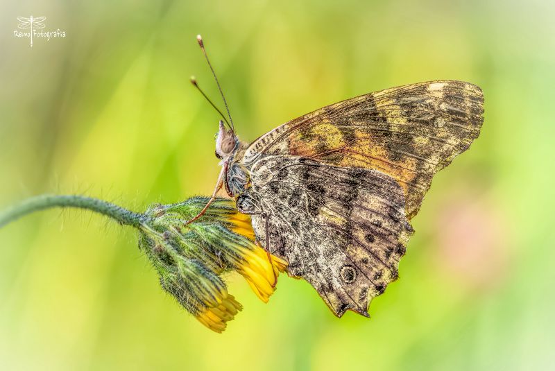 Vanessa cardui, syn. Cynthia cardui-Rusałka osetnik. фото превью