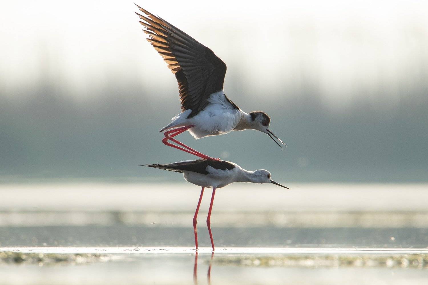 природа, животные, орнитология, птицы, Цветков Сергей