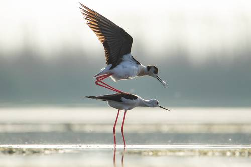 Майская любовь