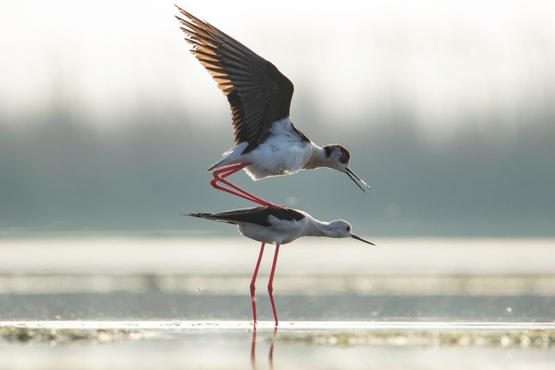 природа, животные, орнитология, птицы Майская любовь фото превью