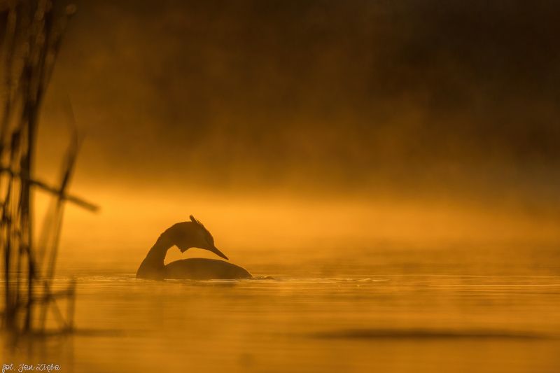 Dawn фото превью