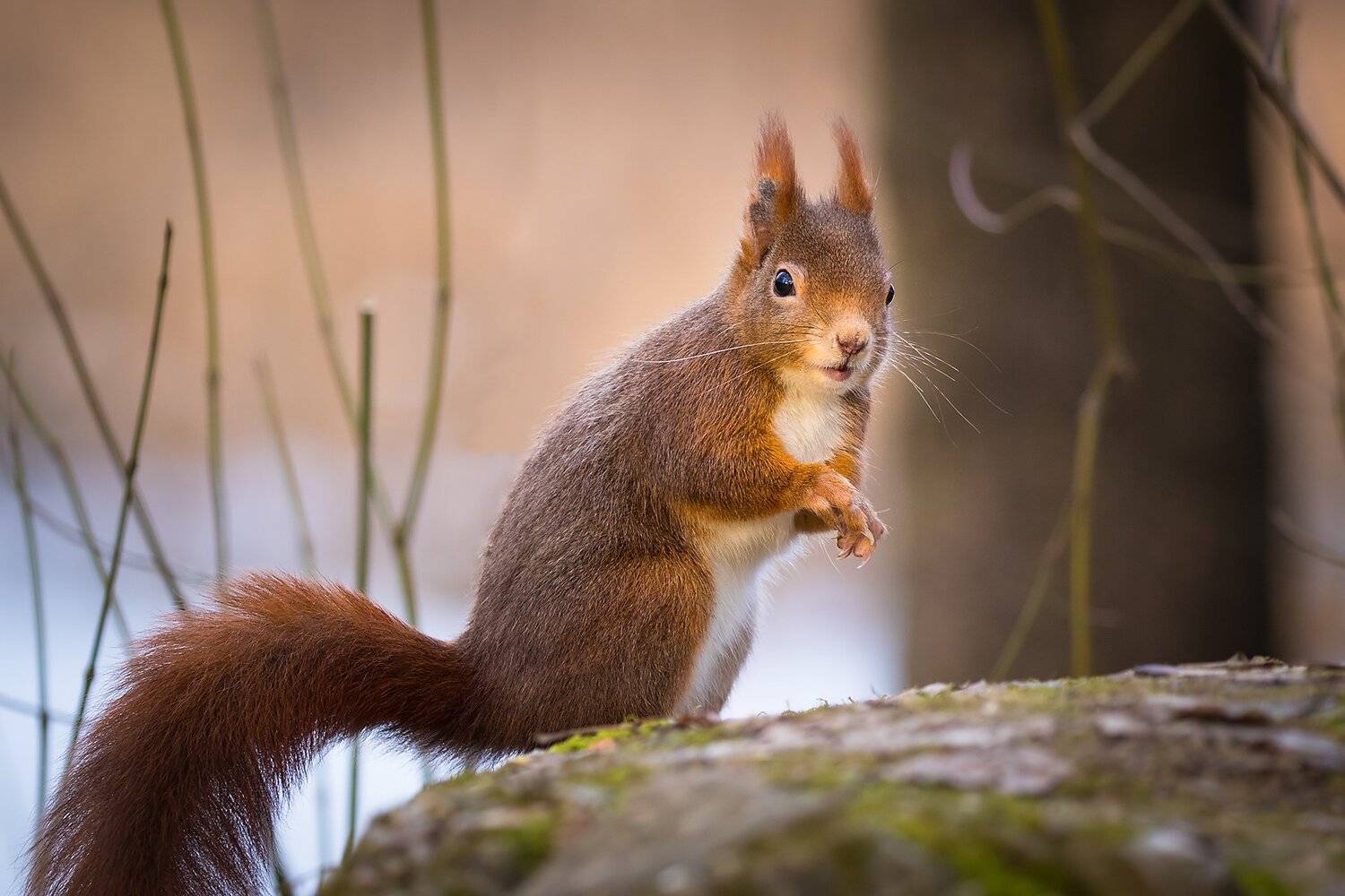 , Robert Adamec