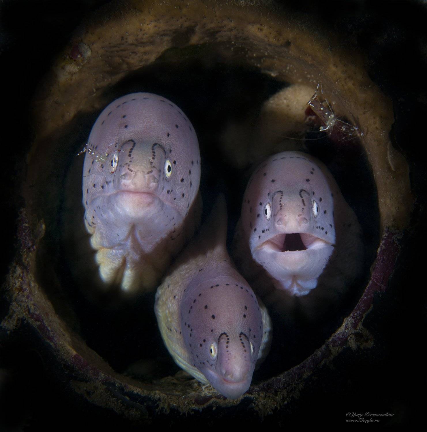 египет хургада подводный мир zhoglo  подводное фото, Юрий Перевозников