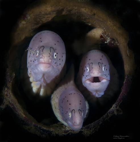 богемская рапсодия