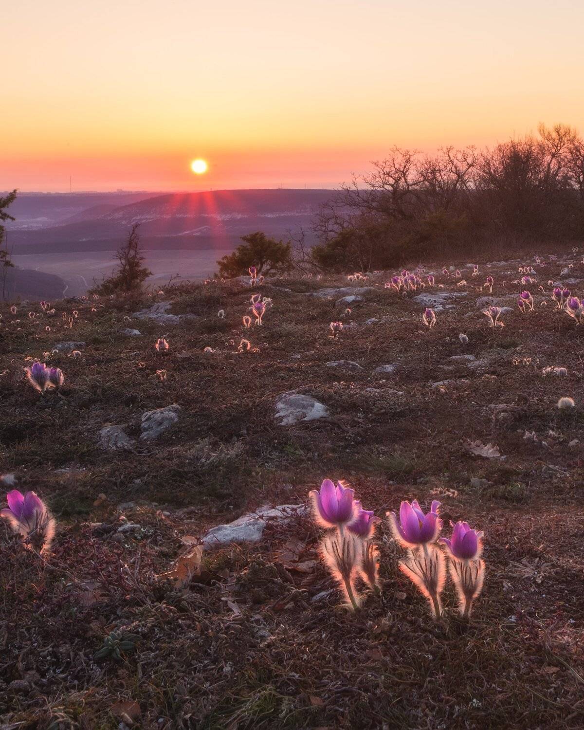 природа, цветы, пейзаж, закат, вечерний пейзаж, сон-трава, весна, Екатерина Дмитренко
