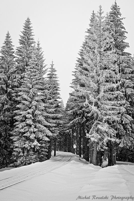 winter, ,season, ,blackandwhite, ,snow, ,landscape, ,trees, ,photography, ,sketching, ,spruce Spruces as sketched with a pen фото превью