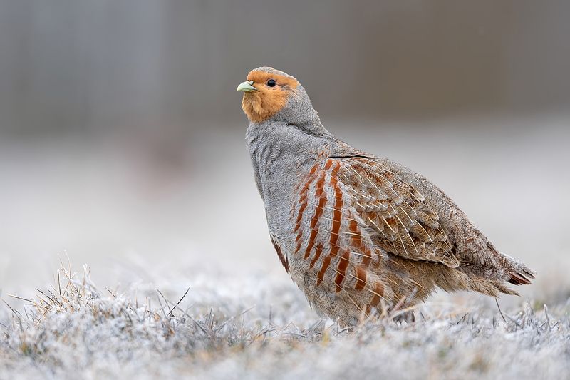 Kuropatwa фото превью