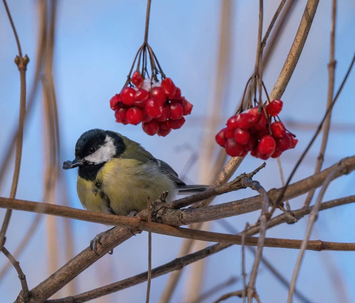, Константин Дэм
