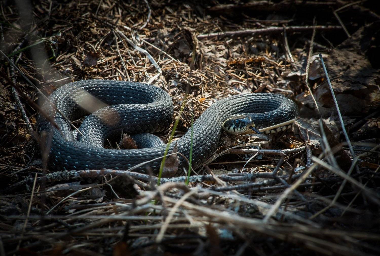 уж, змея, животные, природа, карелия, рептилия, snake, animal, karelia, natrix, Даркина Дарья